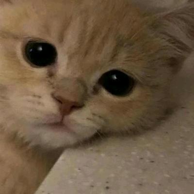 我也不曾说谎话