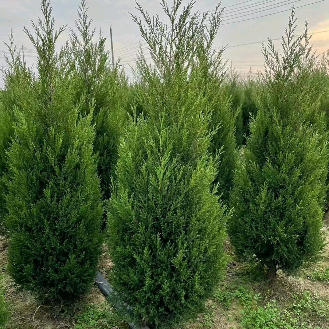 博苗果树苗木专营店