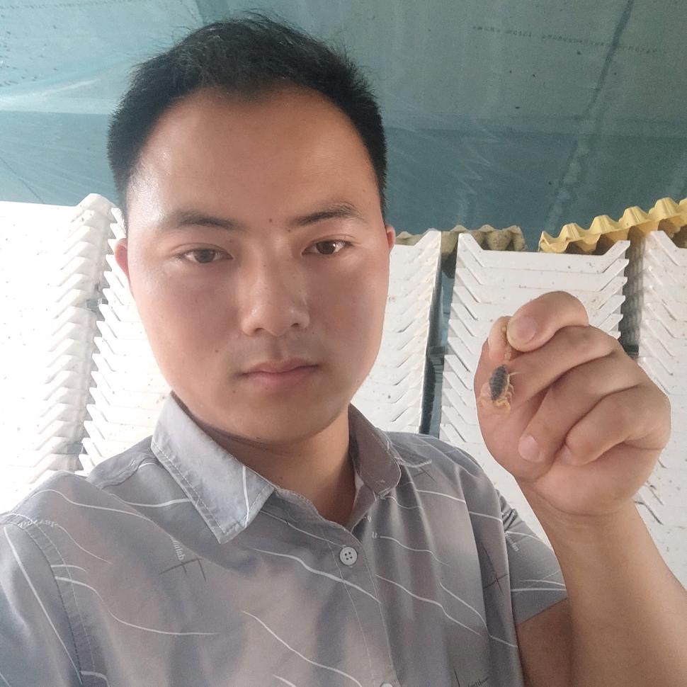 小威蝎子养殖