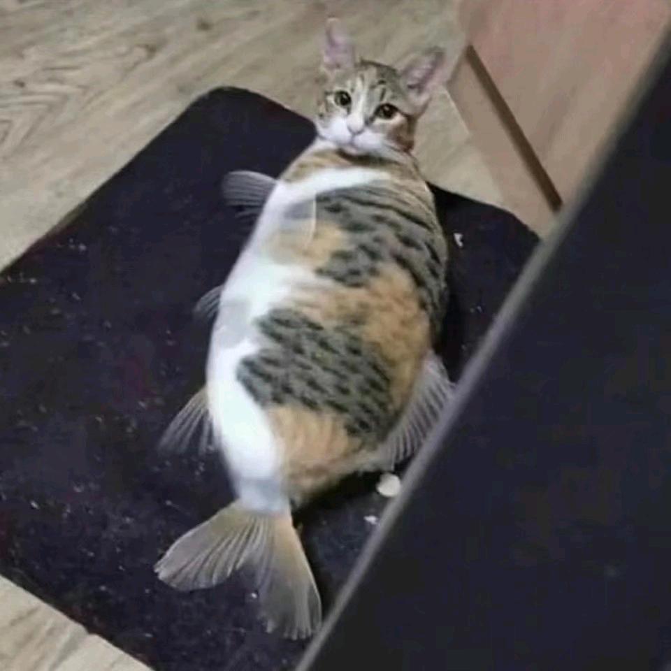 猫西北