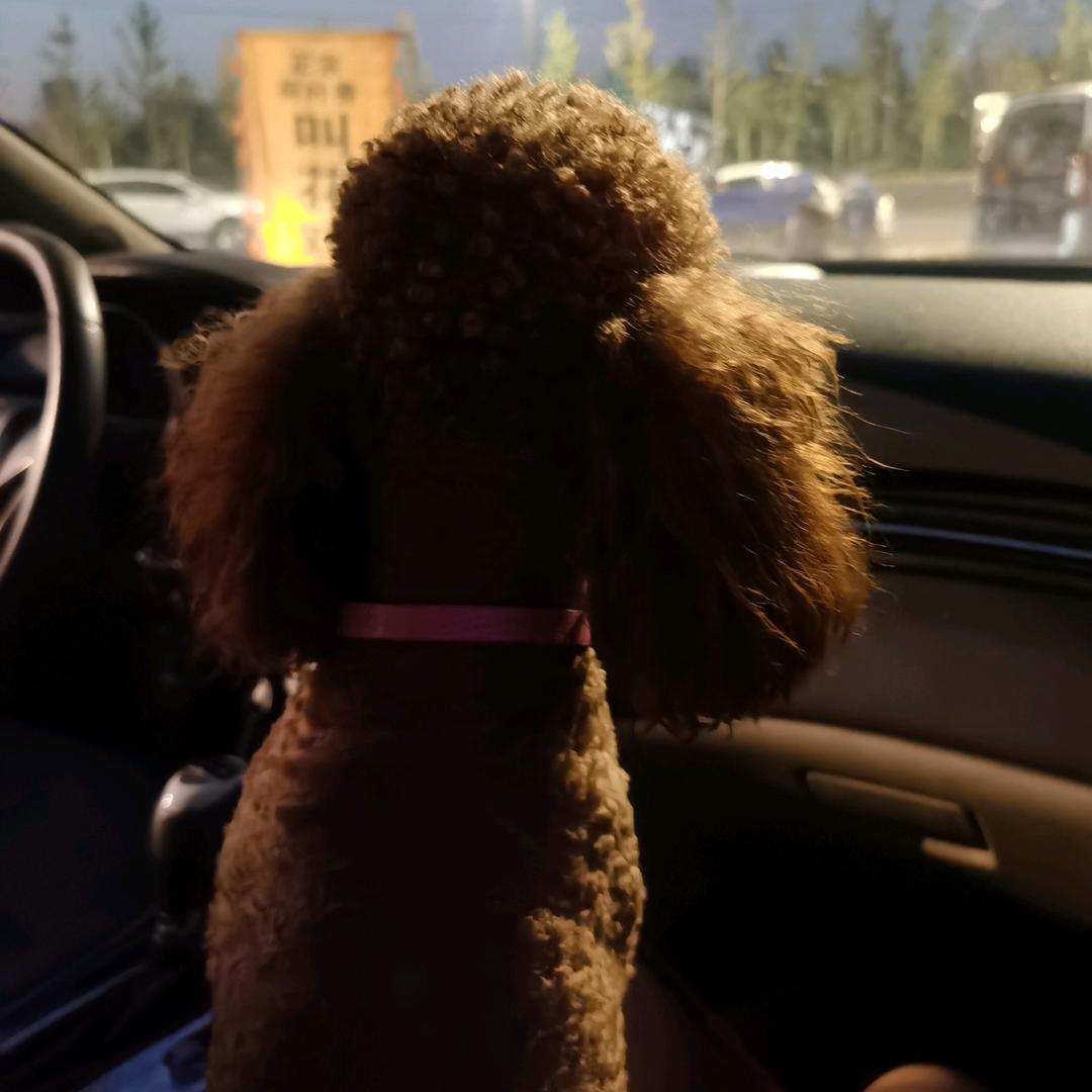 皮 皮🐶
