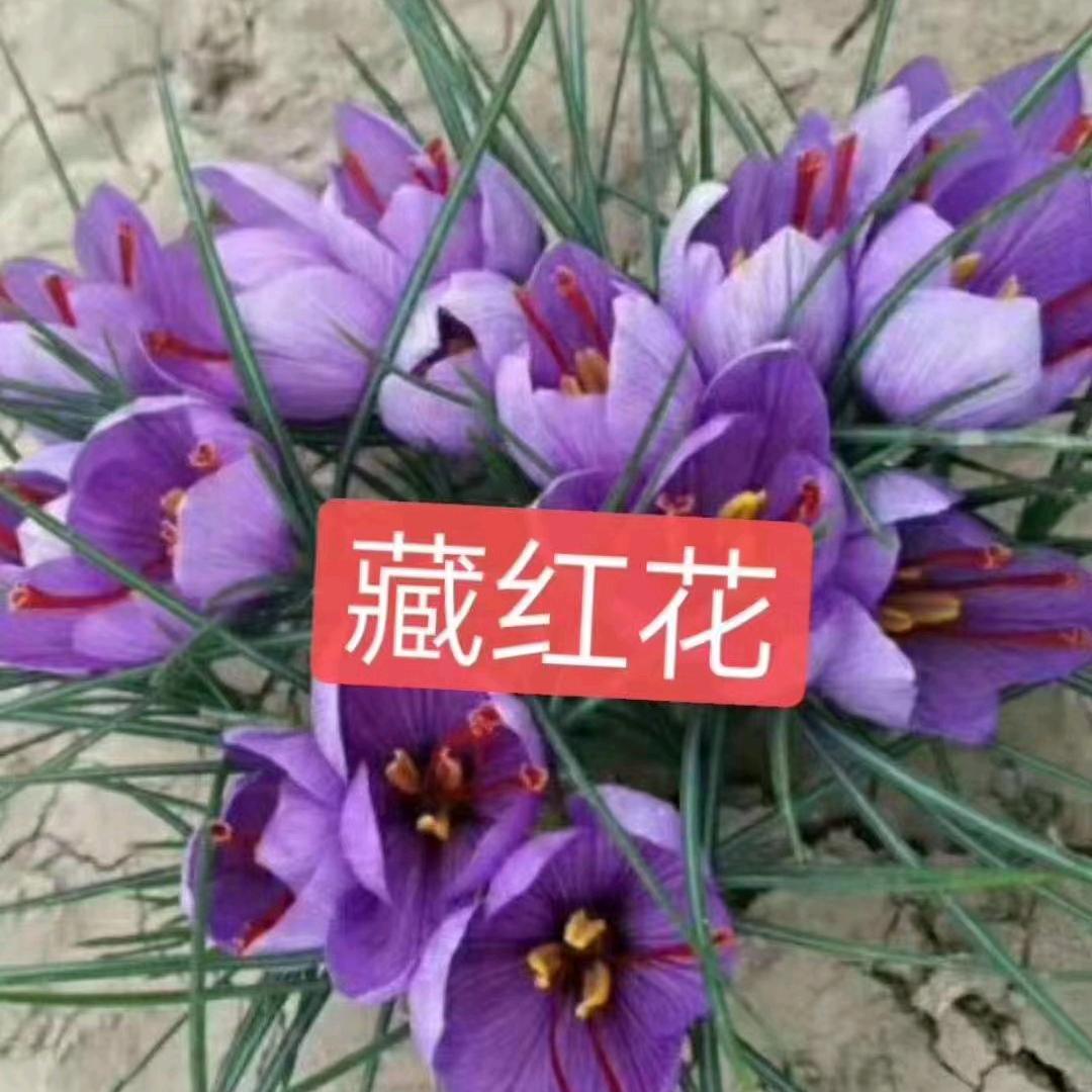 啊国药都种苗基地