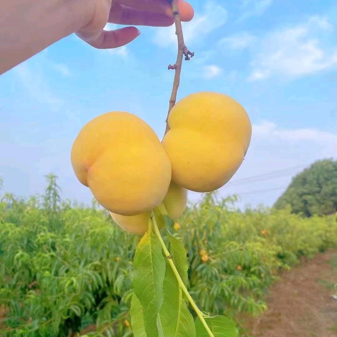 帝乡黄桃