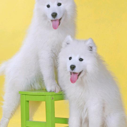 强哥