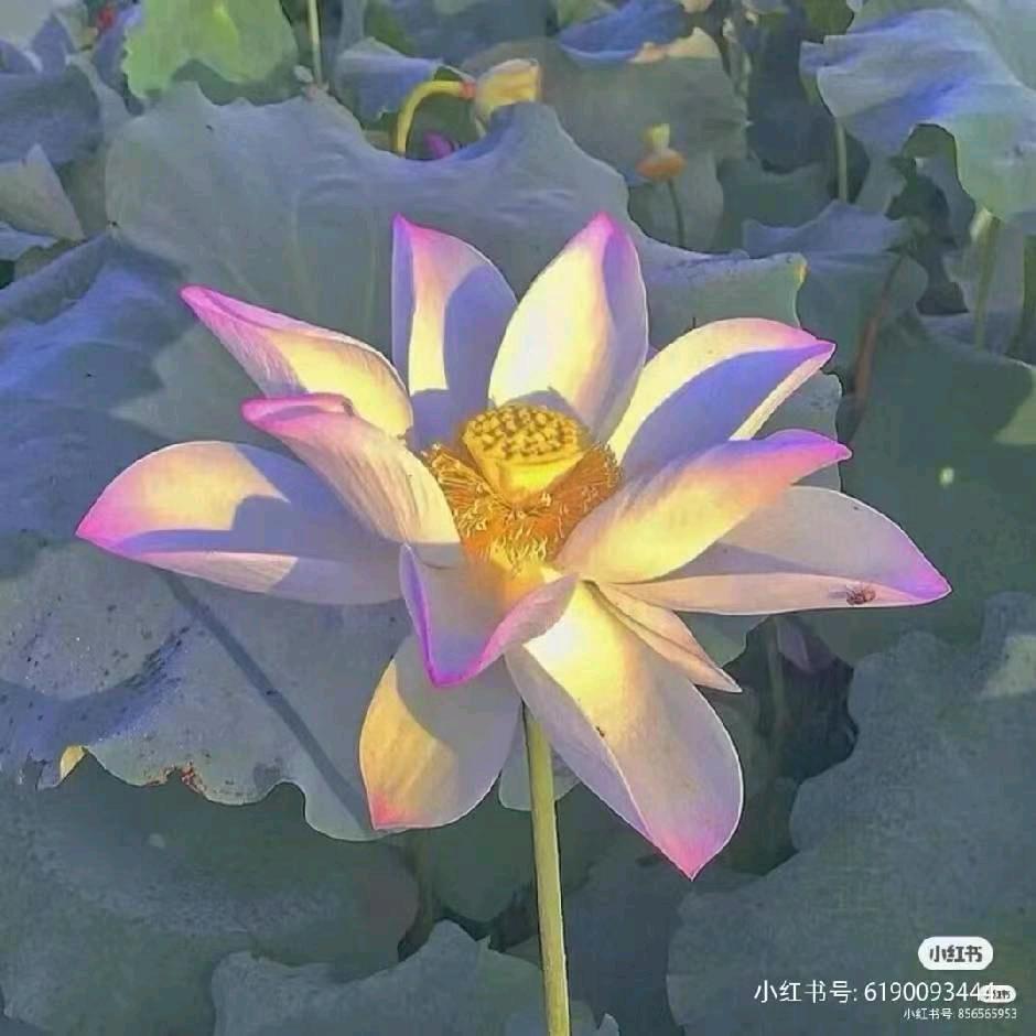 云轻梦影