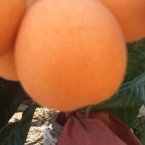 汉源县果之优家庭农场