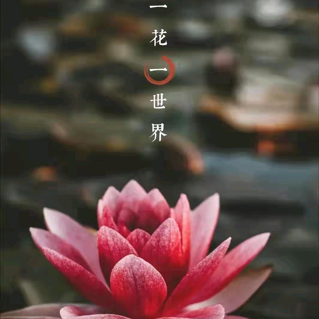 南风知我意