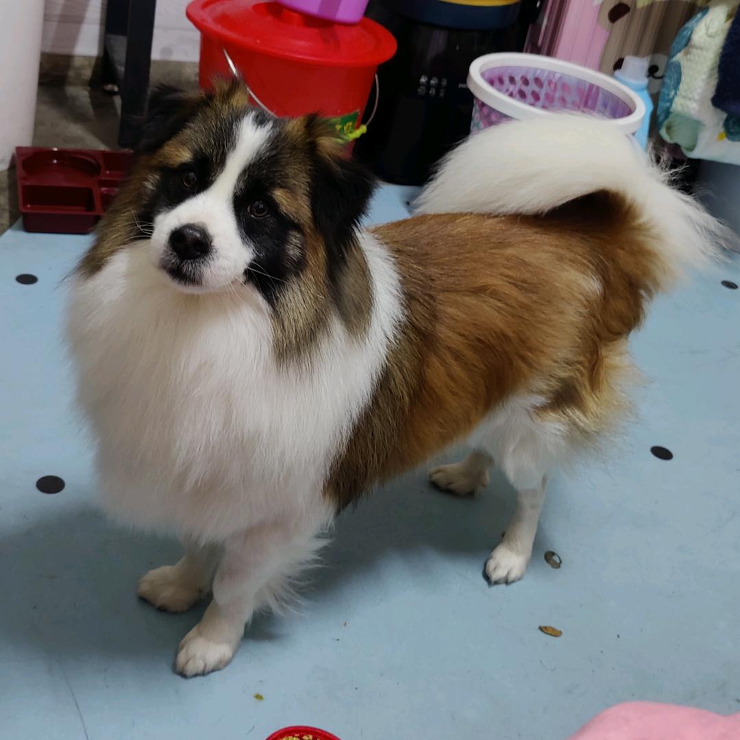 天子