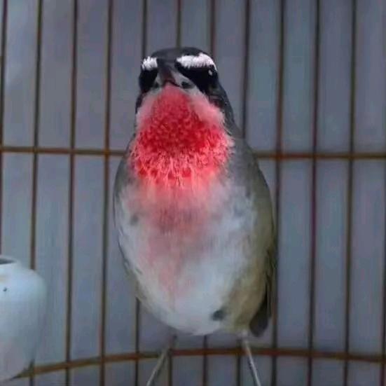 聚鸣缘鸟笼鸟具