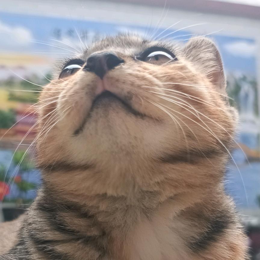 高傲大咪
