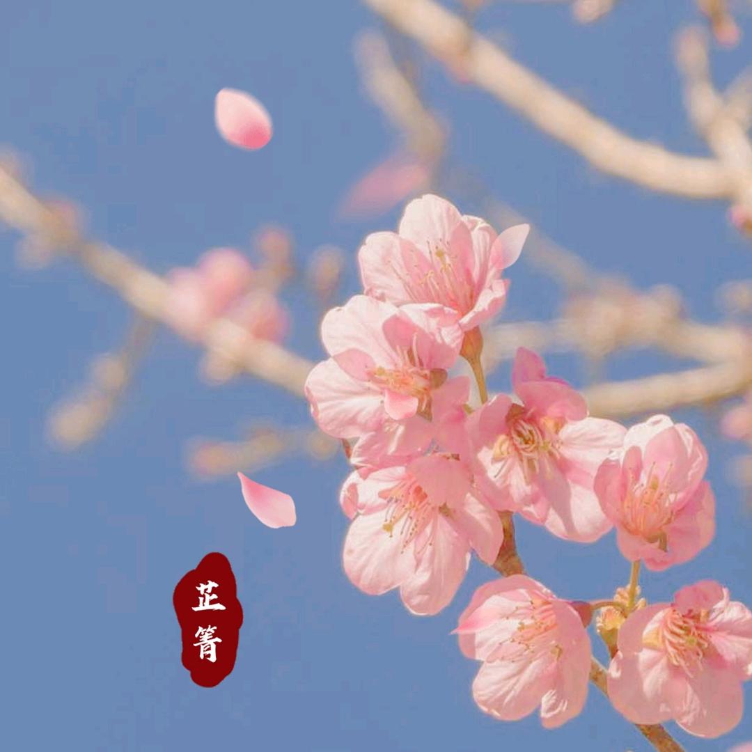 芷箐
