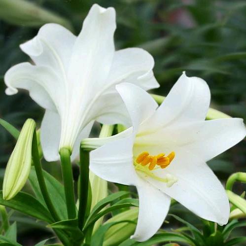 一枚指环的畅想