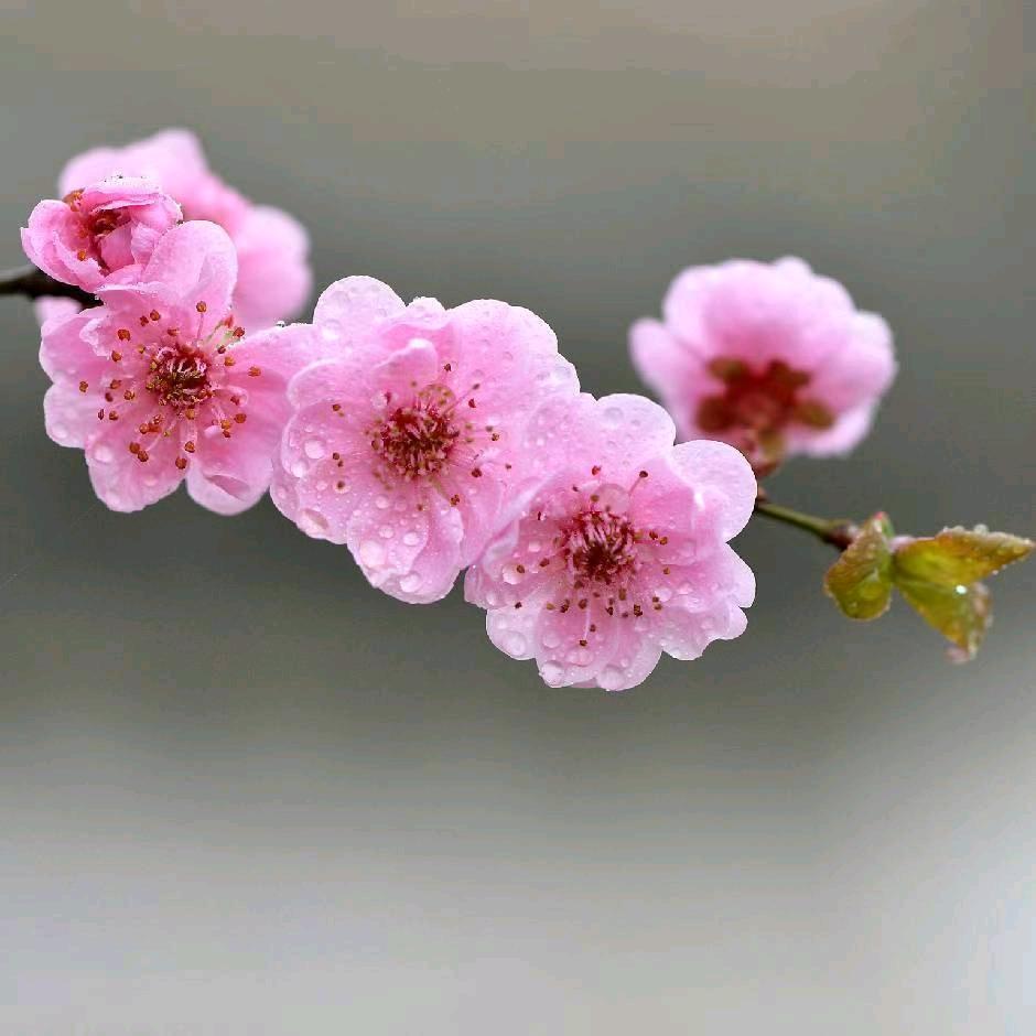 张冬梅