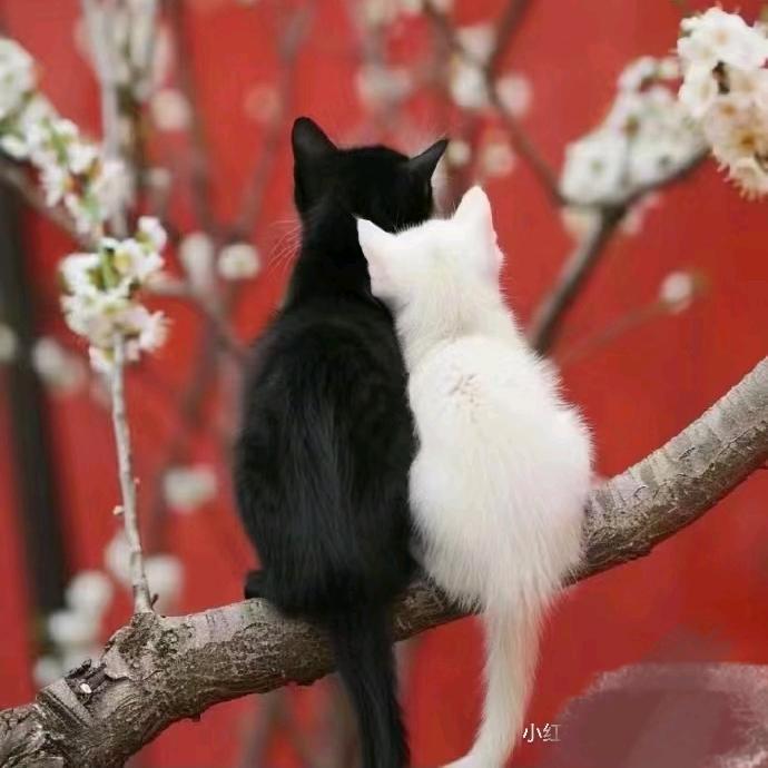 🌹由因👉得果🌹