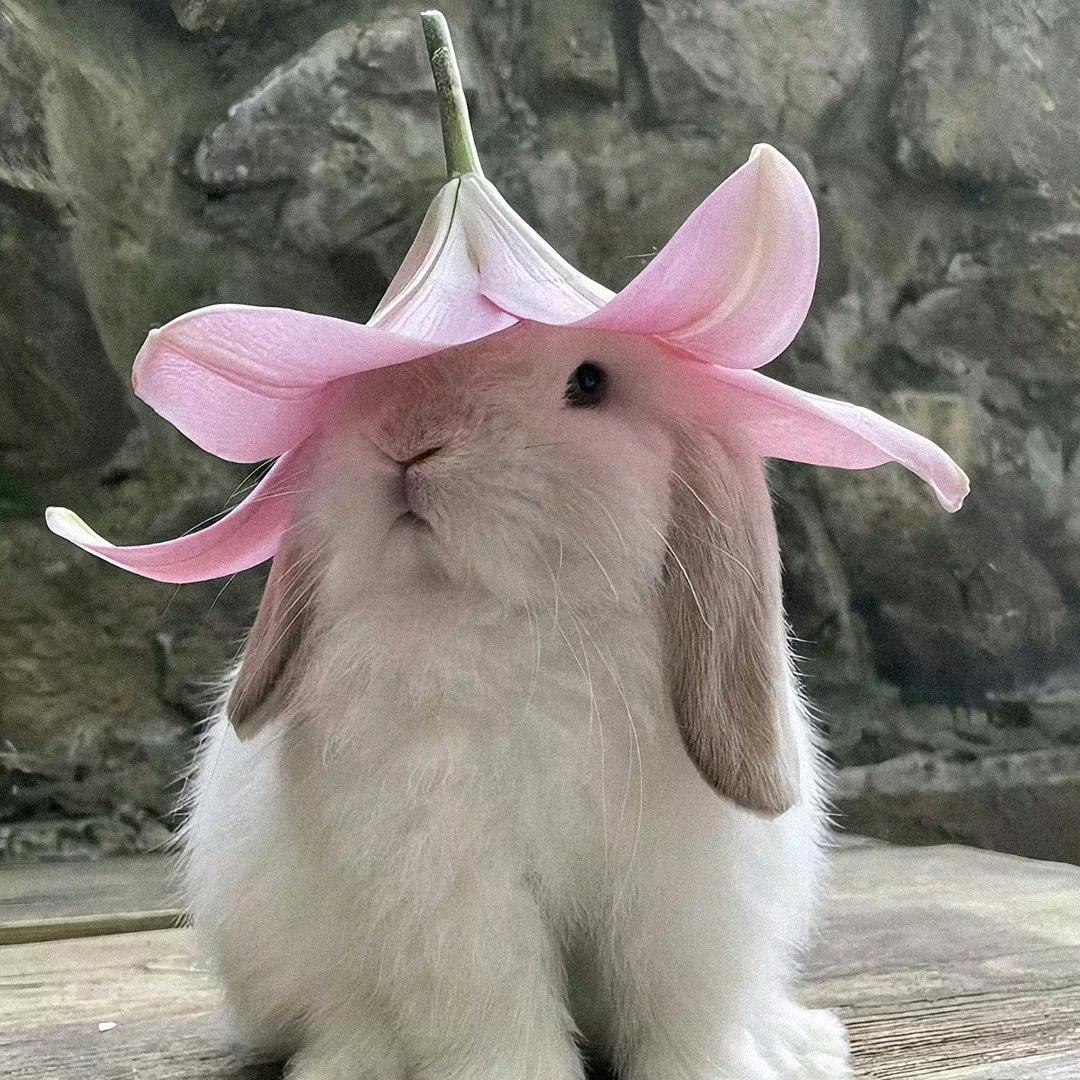 tiamo_叛逆