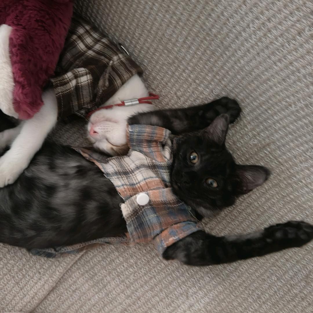 圆圆的奥利奥吖