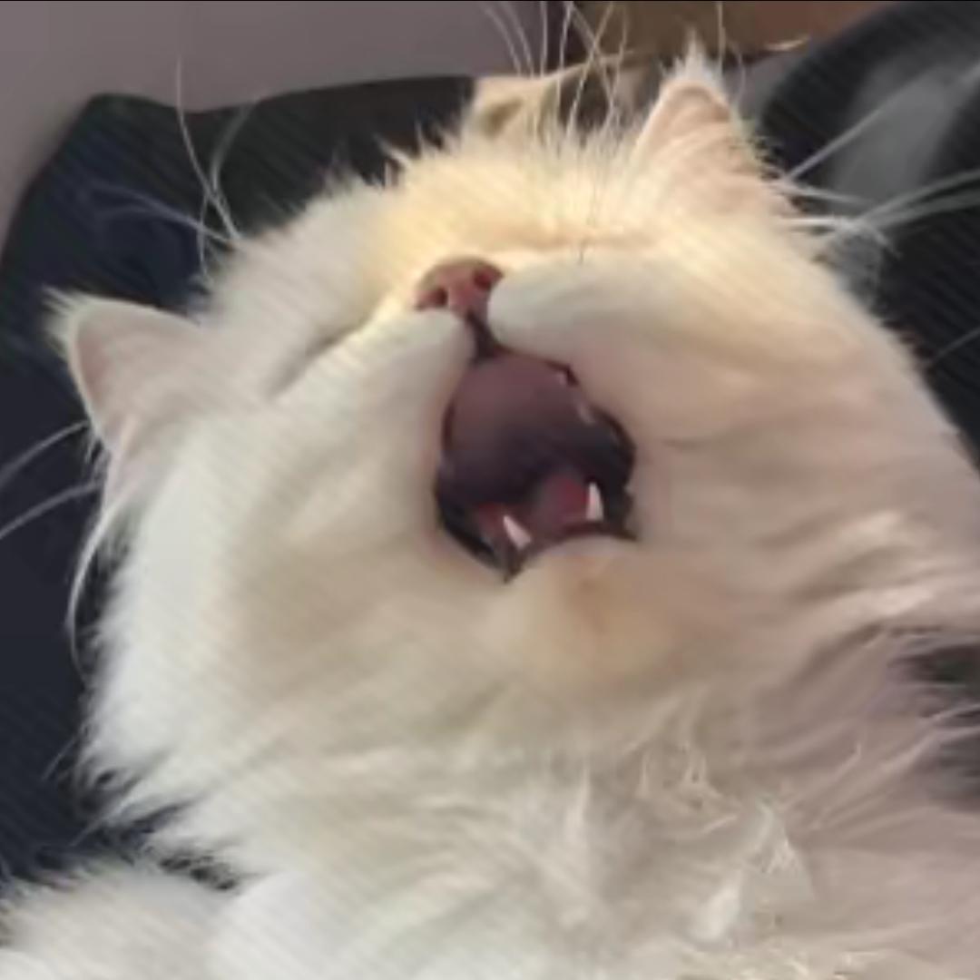 茉莉柚茶