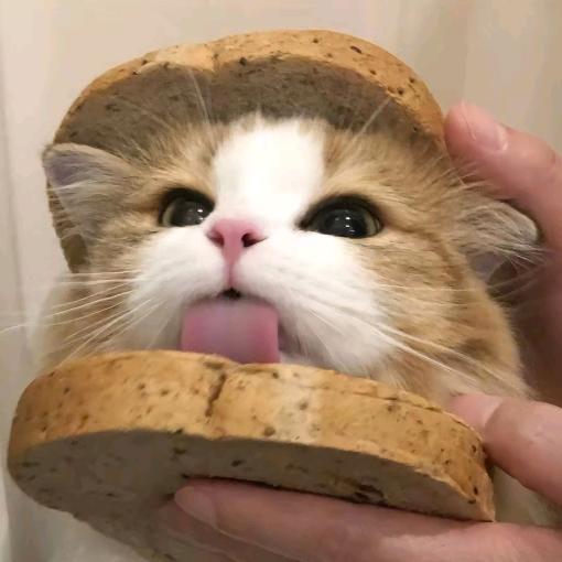 小猫冻干