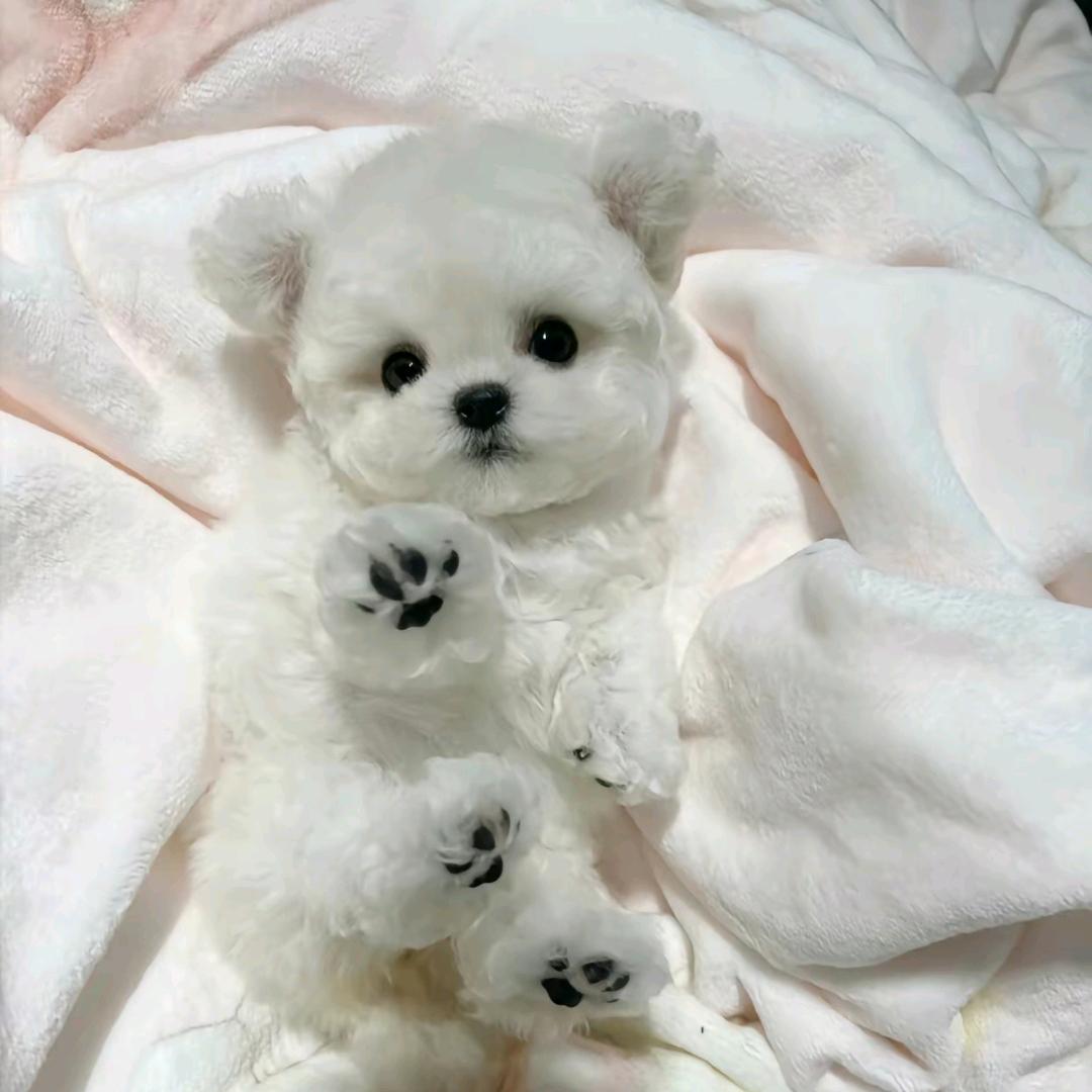 麦甜柯基犬舍