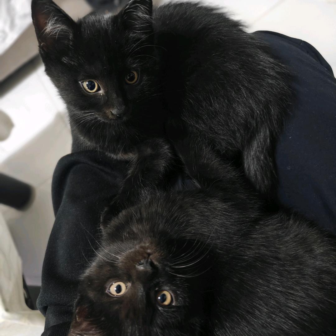 黑白猫🐈‍⬛🚲