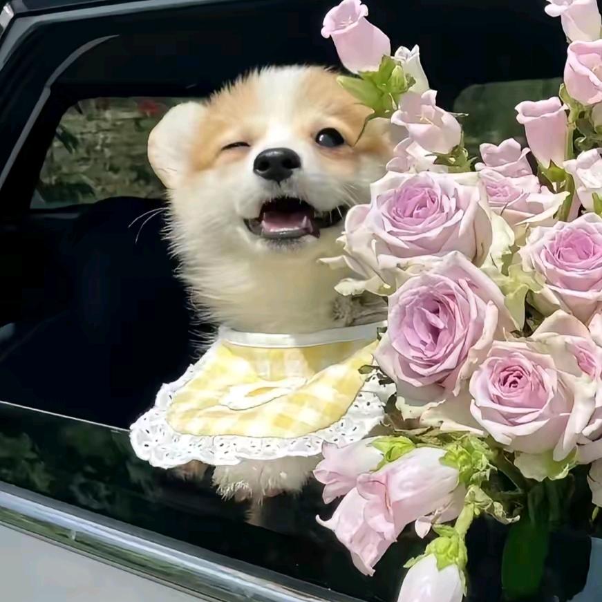 香菜脑袋