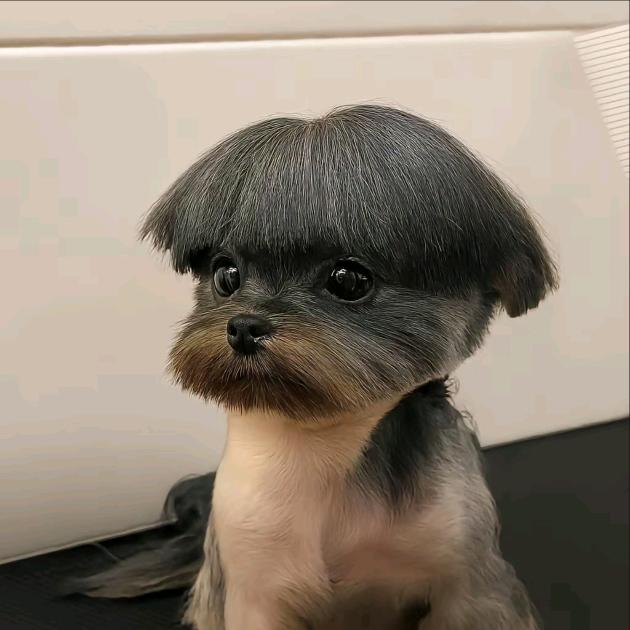老奶奶上学