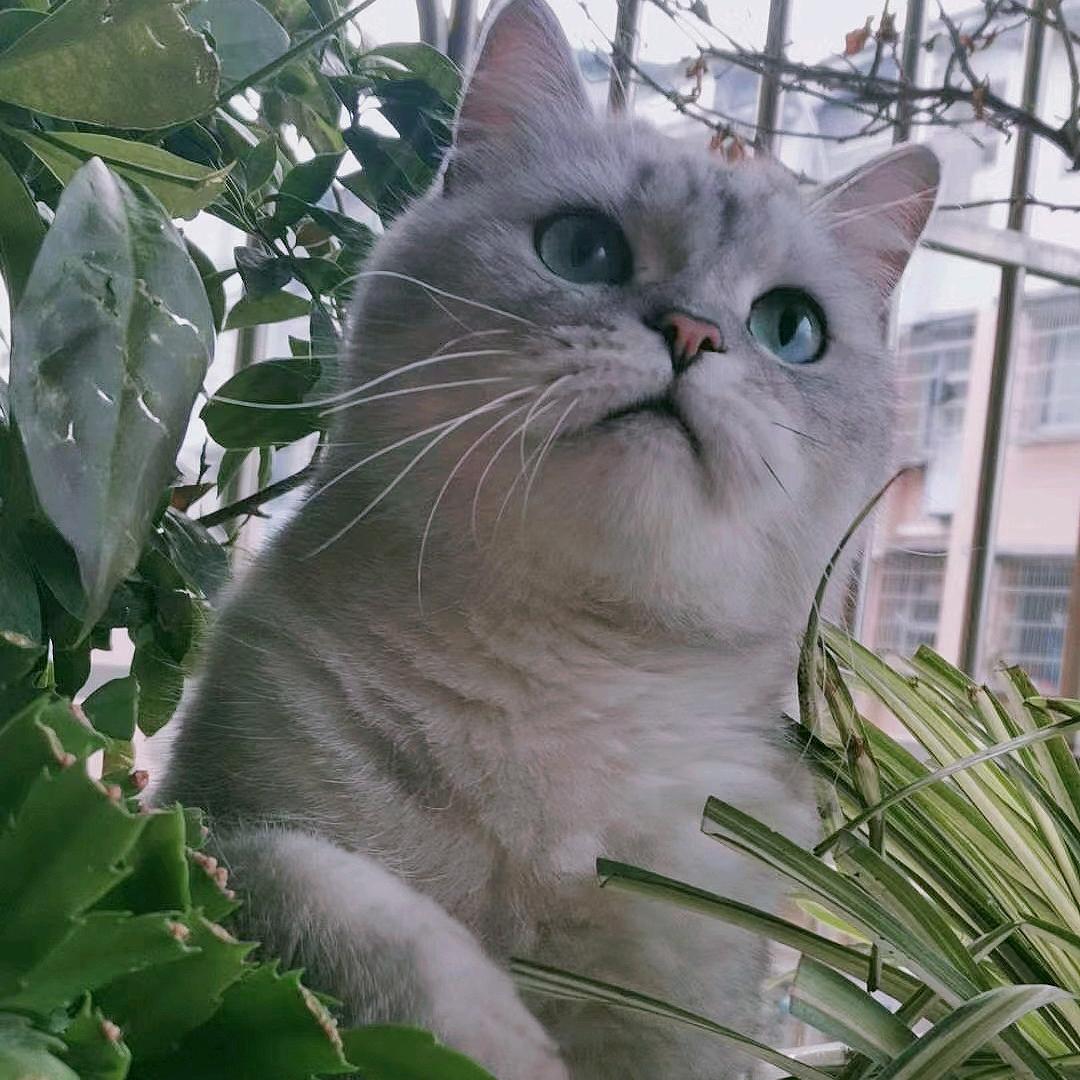 叶子