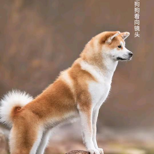 一抹微笑