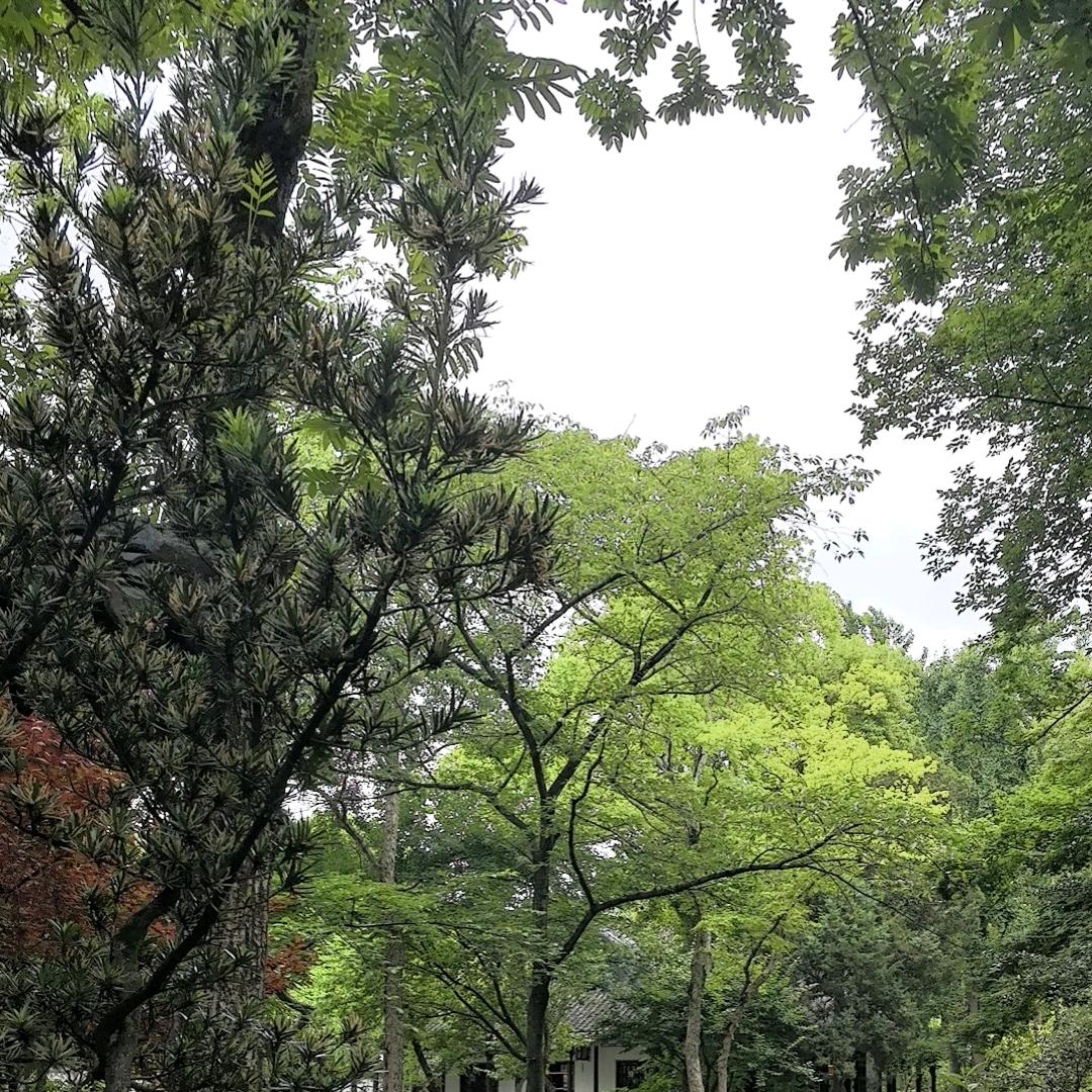 兔兔叉大王