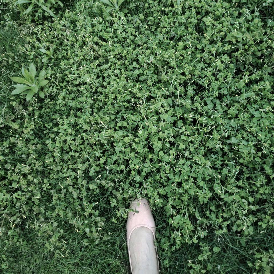 蔷薇泡沫