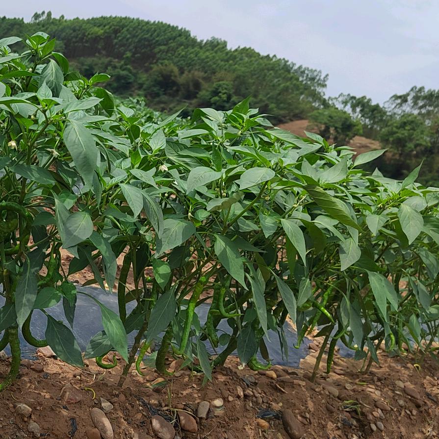 开心快乐每一天