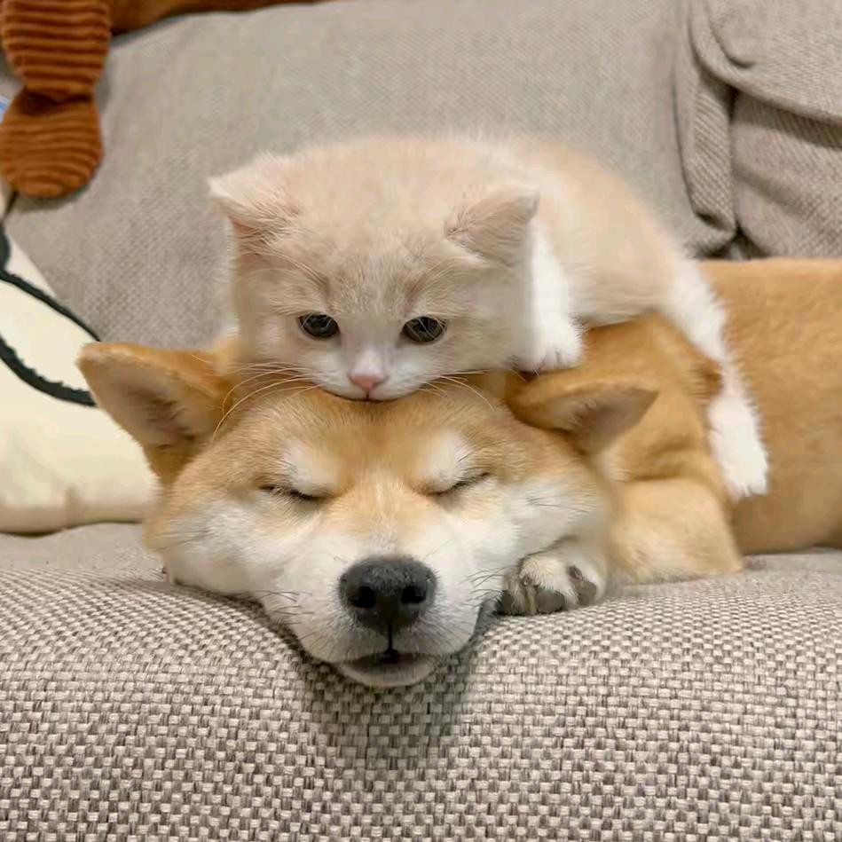 yy
