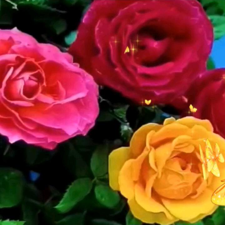 心太软