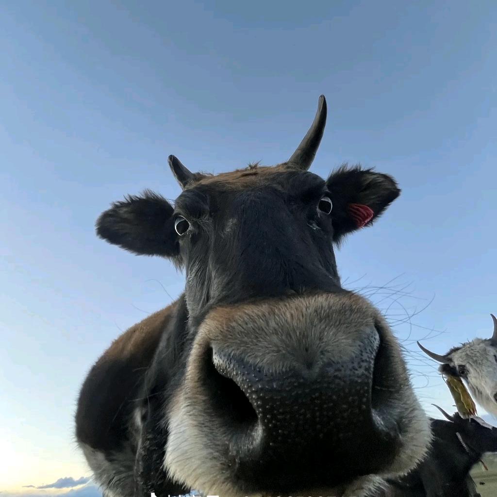 超级无敌大坏蛋