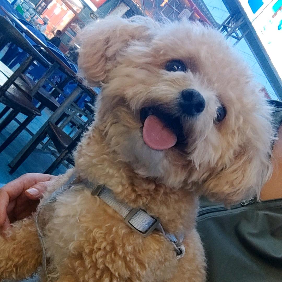 ✨红鼻子
