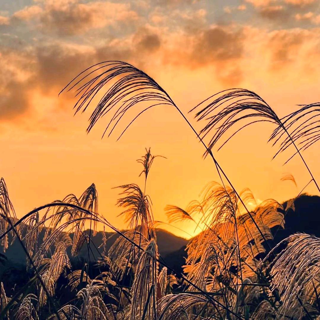 🇨🇳樱花树下的独行侠🇨🇳