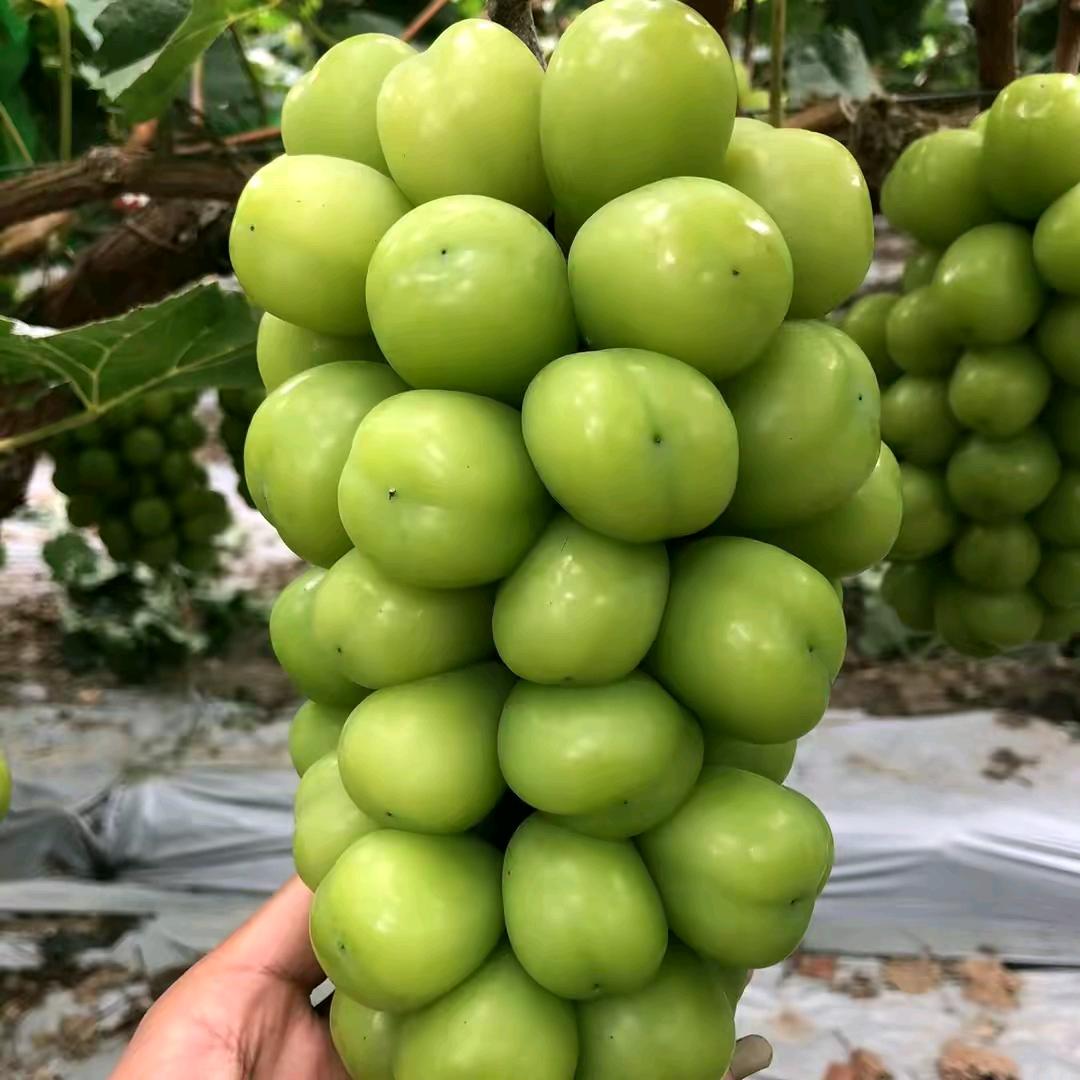 @兄弟俩鲜果仓🍊（承接代卖）