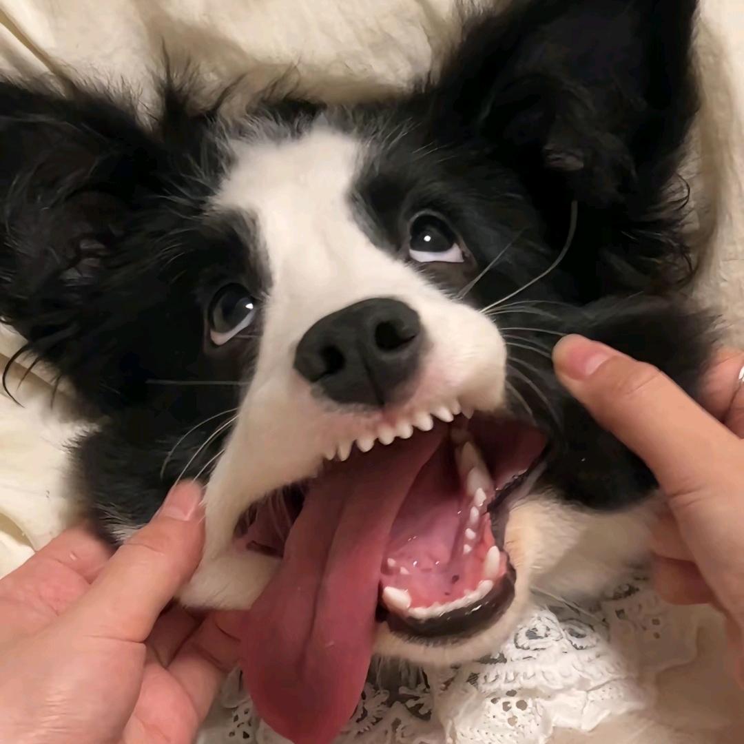 卡尔西法