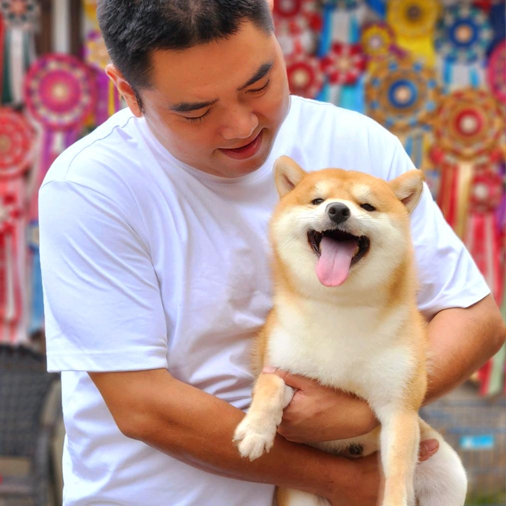 伊幡柴犬