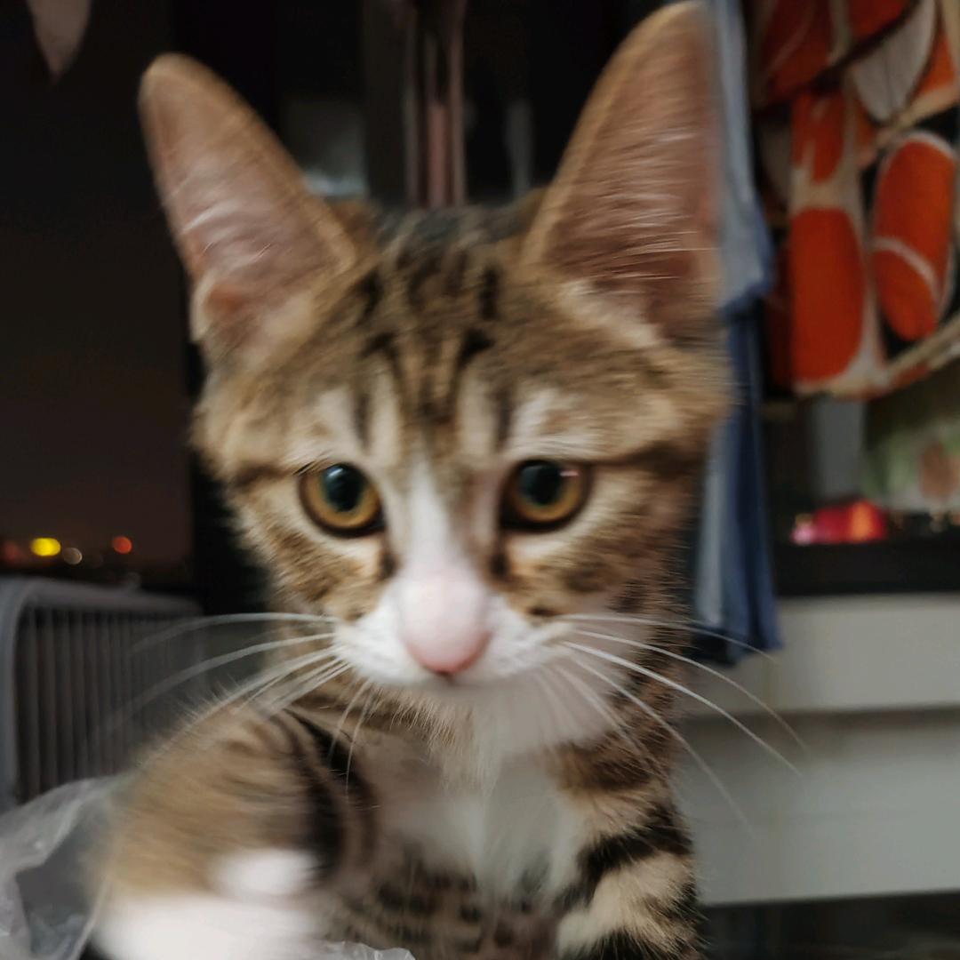 鸡蛋西红柿炒鸡蛋