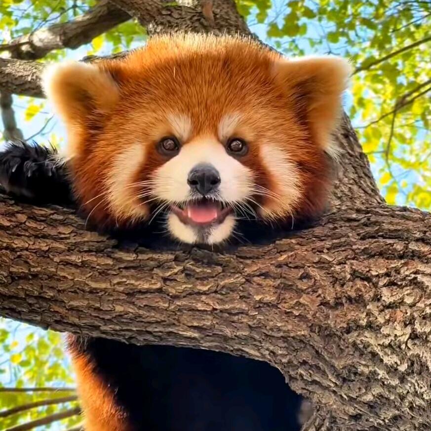 小啾周