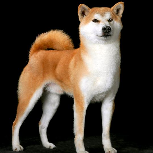 中华田园旺财  —旺旺旺财