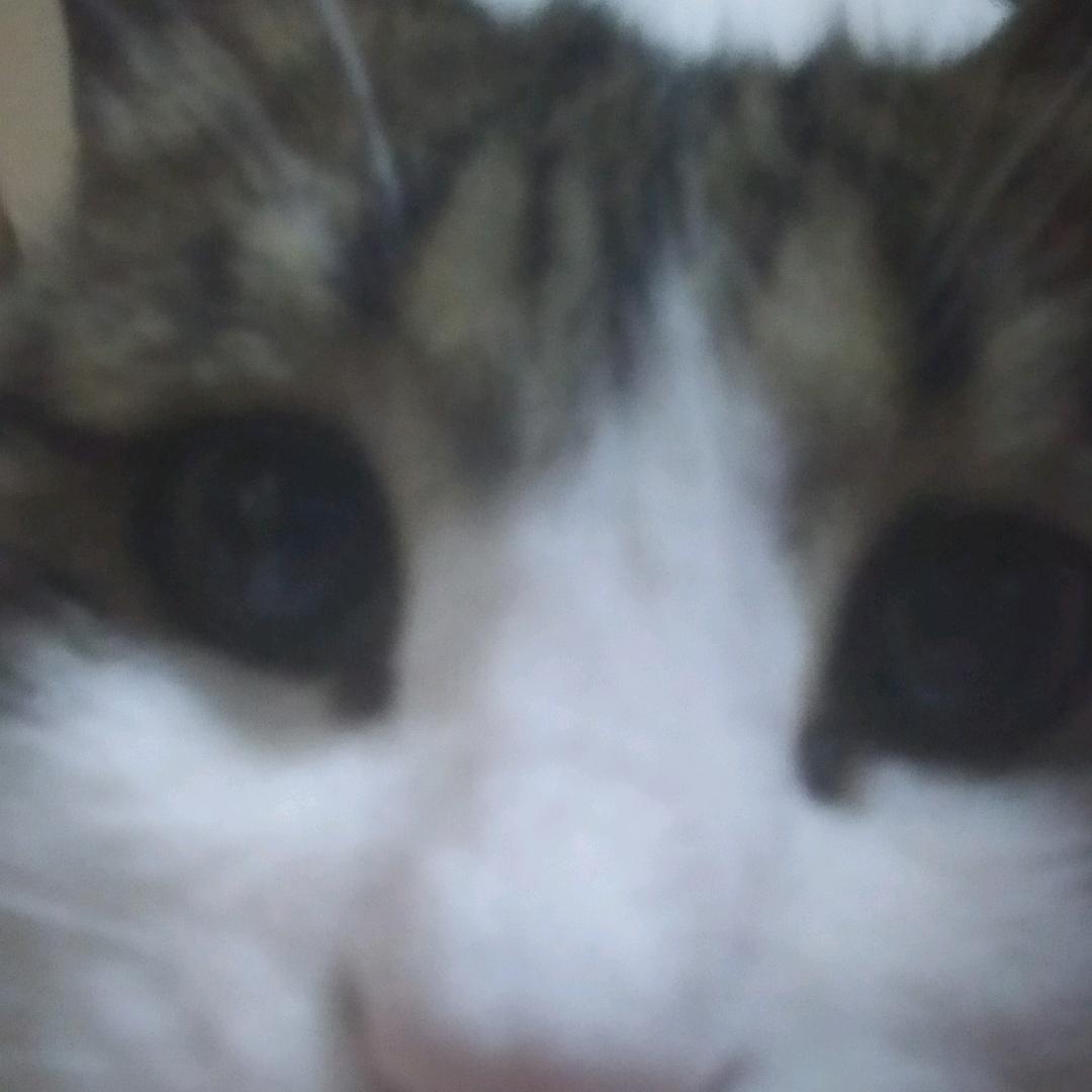 猫猫catdence