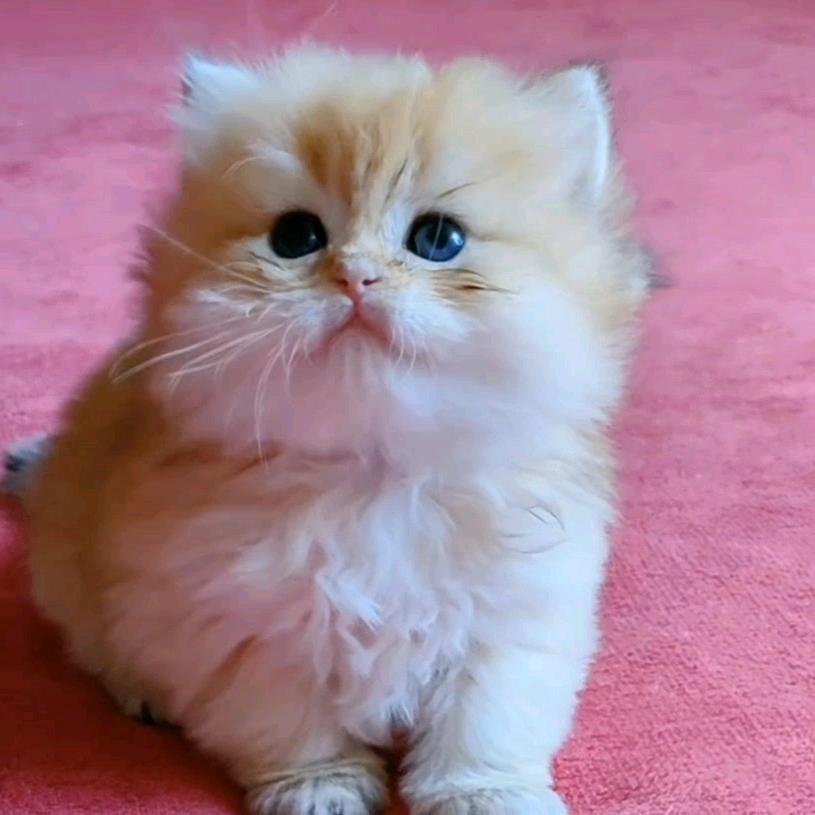 澄澄猫舍