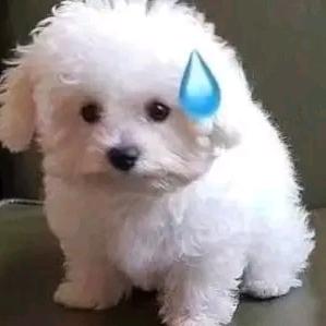 喜欢桃子的月亮