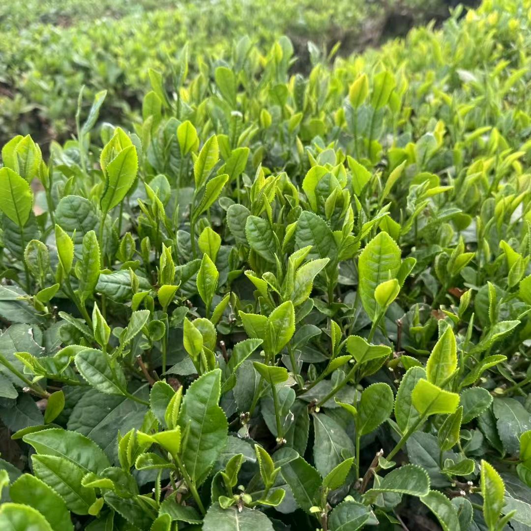 五莲卖茶叶，蜂蜜大姐