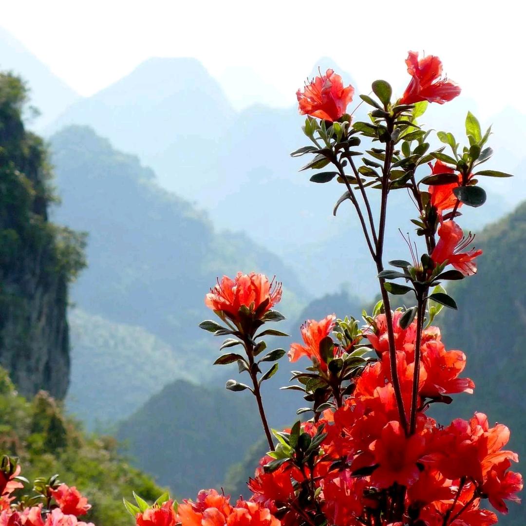 花小阳