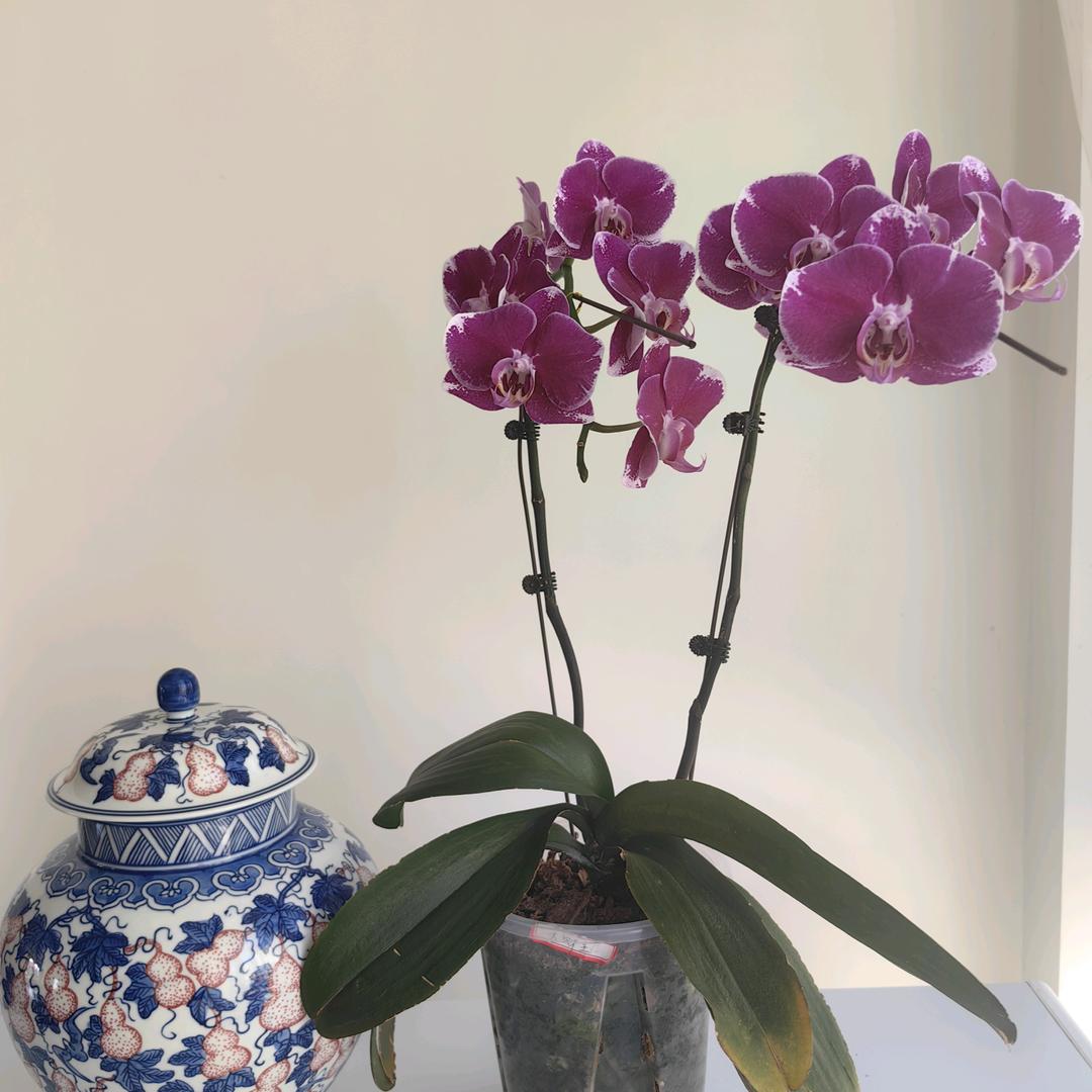 🌾橙子花开