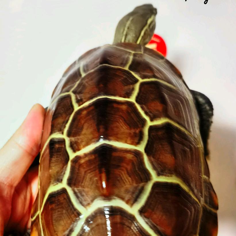 金融佬养龟