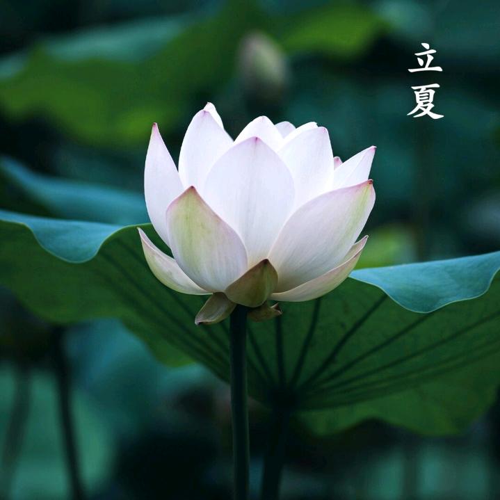 雪🪷莲🪷花